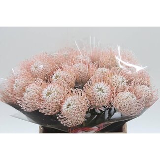 Freshy Nutans Kleurbehandeld White