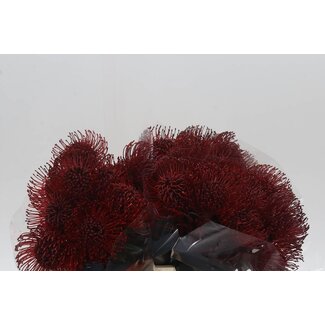 Freshy Nutans Kleurbehandeld Bordeaux