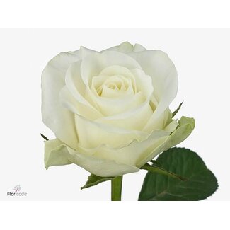 Freshy Rosa Countdown