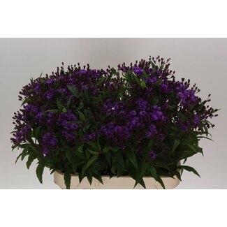 Freshy Vernonia Crinita