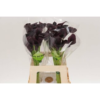 Freshy Zantedeschia Odessa