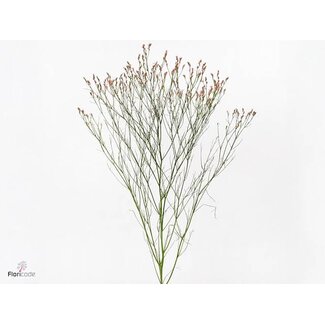Freshy Limonium Sin Maxim Diamon