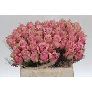 Freshy Rosa Athena Royale