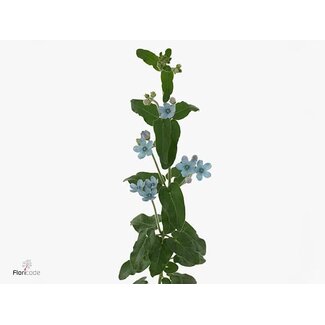 Freshy Oxypetalum Co Tanacetum Pure Blue
