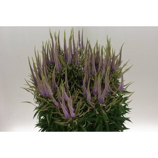 Freshy Veronicastrum Virg Fascination