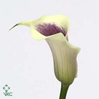 Freshy Zantedeschia Picasso