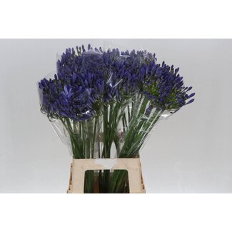 Freshy Agapanthus Arctic Ocean