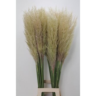 Freshy Cortaderia S Evita