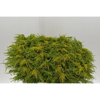 Freshy Solidago Talita