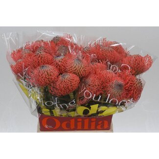 Freshy Nutans Ayoba Pink Guava