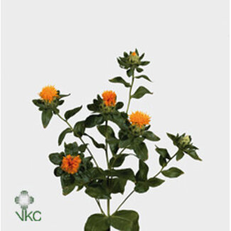Freshy Carthamus Tinctorius Overig Bio