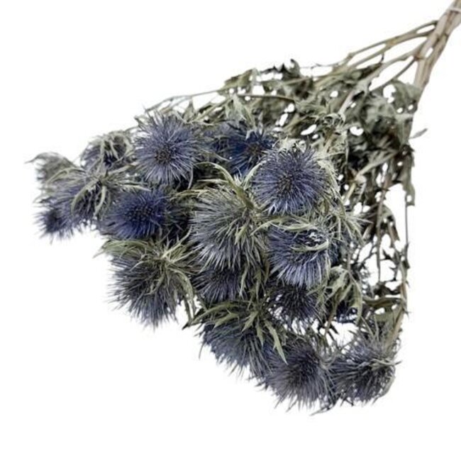 Eryngium Magnum Blue | Blue Natural | 70 cm | Per 5 stems