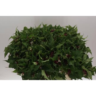 Freshy Leycesteria Formosa Bio