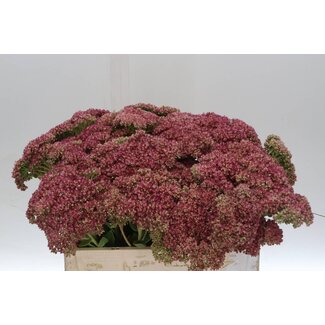 Freshy Sedum Herbstfreud Gr Bio