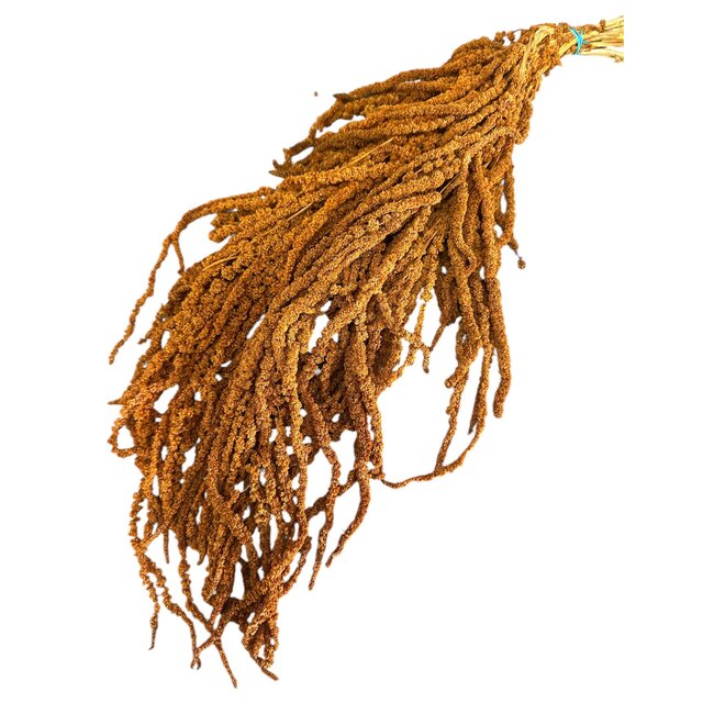 Amaranthus Caudatus Preserved | Cognac Orange | 125 gr | 65 cm