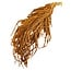 Amaranthus Caudatus Preserved | Cognac Orange | 125 gr | 65 cm