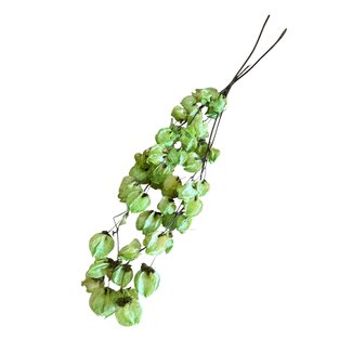 Dutch Dried Bougainvillea | Green | 45 cm | Per branch
