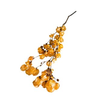 Dutch Dried Bougainvillea | Orange | 45 cm | Per branch
