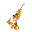 Bougainvillea | Orange | 45 cm | Per branch