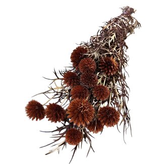 Casa Alegria Echinops XL Preserved | Brown | 350 gr | 65 cm | Per 10 stems