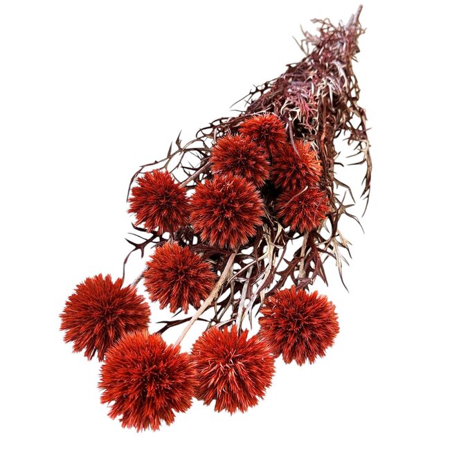 Echinops XL Preserved | Terracotta | 350 gr | 65 cm | Per 10 stems