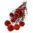 Echinops XL Preserved | Terracotta | 350 gr | 65 cm | Per 10 stems