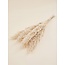 Naturel gedroogde Fluffy Pampas pluimen | Lengte ± 100 centimeter | Per 5 takken