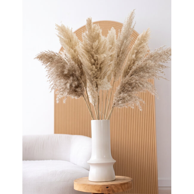 Naturel gedroogde Fluffy Pampas pluimen | Lengte ± 100 centimeter | Per 5 takken