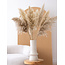 Naturel gedroogde Fluffy Pampas pluimen | Lengte ± 100 centimeter | Per 5 takken