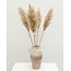 Naturel gedroogde Fluffy Pampas pluimen | Lengte ± 100 centimeter | Per 5 takken