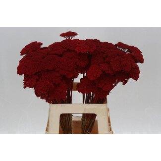 Freshy Achillea Gedroogd Red