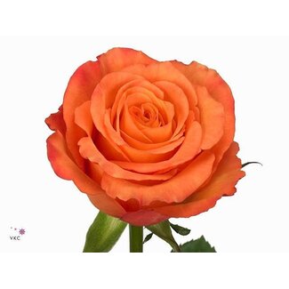 Freshy Rosa Confidential