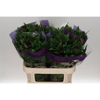 Freshy Alstroemeria “Rumba” | Kleur: Rood | Lengte ± 75 centimeter | Per 10 stelen