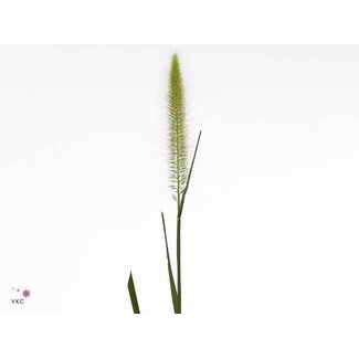Freshy Pennisetum Alo Blondie