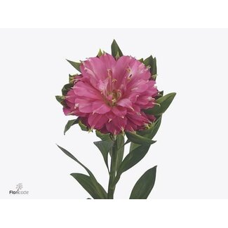 Freshy Alstroemeria Sofiena