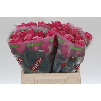 Freshy Rosa Majestic Athena