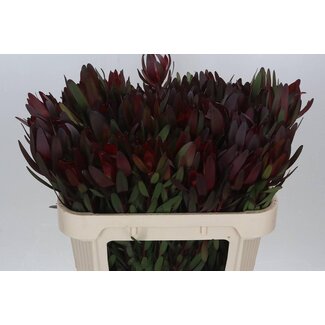 Freshy Leucadendron Saf Sunset