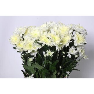 Freshy Chrysant T Pina Colada Cream