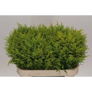 Freshy Solidago Tara