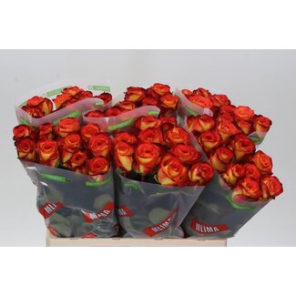 Freshy Rosa Firefox