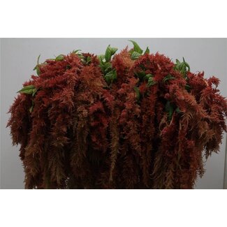 Freshy Amaranthus Ca Brown Spider