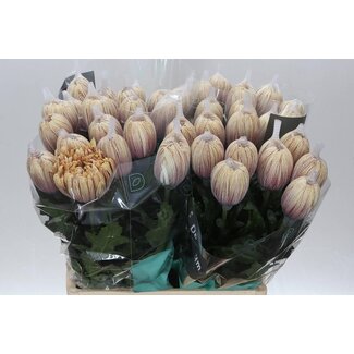 Freshy Deco Chrysanthemum Chrysant Antonov “Camel” Kleurbehandeld | Kleur: Bruin | Lengte ± 65 centimeter | Per 10 verse bloemen