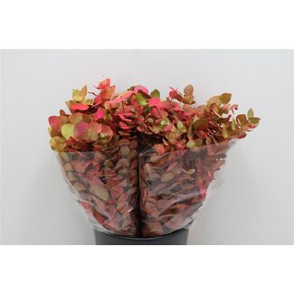 Freshy Eucalyptus Cinerea Autumn Mix Korte Takken | Kleur: Rood Groen | Lengte ± 50 centimeter | Per 5 bossen