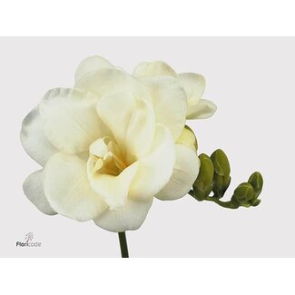 Freshy Freesia dubbel Volante