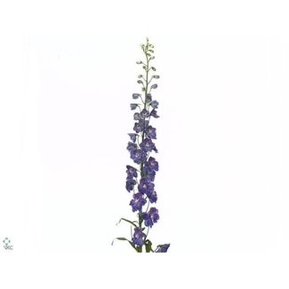 Freshy Delphinium Elatum Ridderspoor “Guard Blue” | Kleur: Blauw | Lengte ± 80 centimeter | Per 10 stelen
