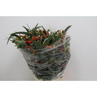 Freshy Eucalyptus Kardinaal 500gr (p. bos)