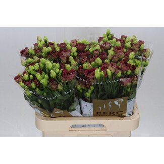 Freshy Eustoma Gevuld Rosan Deep Brown