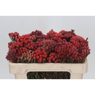 Freshy Brunia Laevis (red)