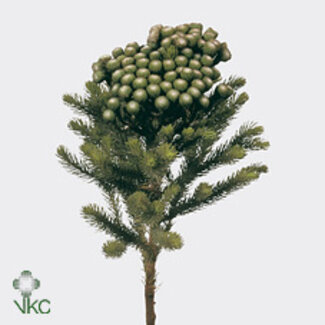 Freshy Brunia Albiflora