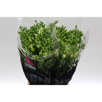Freshy Freesia dubbel Volante